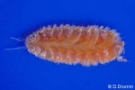 Enlarged Image of 'Paralepidonotus indicus QQ'